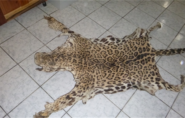 Jaguar Skin CREDIT: WCS